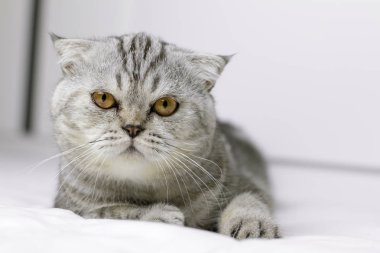 Kedi odada beyaz yatakta çömelmiş vardır.