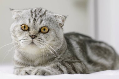 Kedi odada beyaz yatakta çömelmiş vardır.