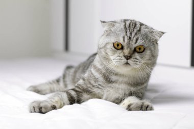 Kedi odada beyaz yatakta çömelmiş vardır.