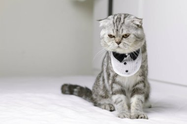 Kedi odada beyaz yatakta oturan.