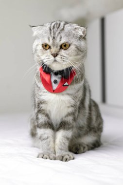 Kedi odada beyaz yatakta oturan.