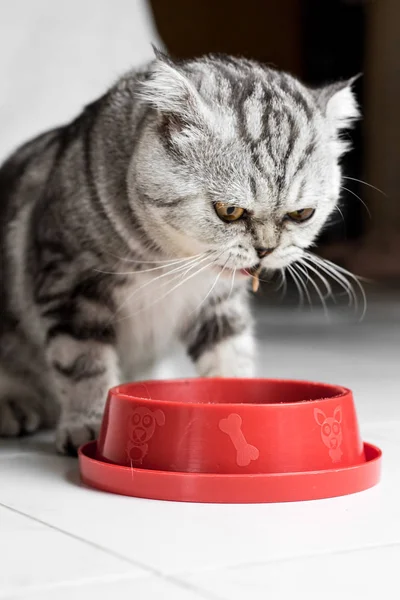 Kedi yemek tepsisi kırmızı gıda yeme.