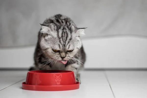 Cat eating food in the food tray red.
