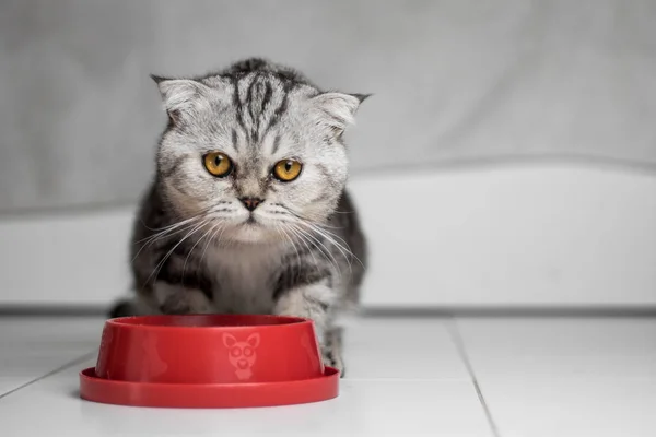 Кот ест еду в красном подносе. . — стоковое фото