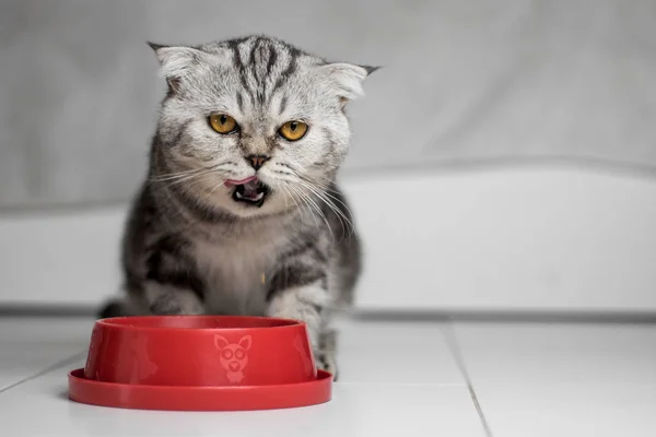 Cat eating food in the food tray red.