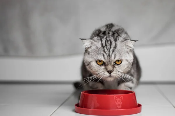 Кот ест еду в красном подносе. . — стоковое фото