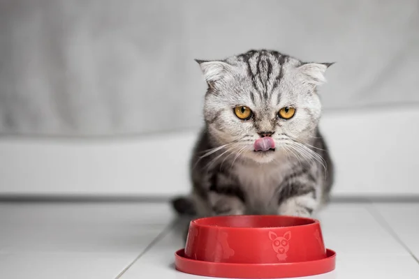 Kedi yemek tepsisi kırmızı gıda yeme.