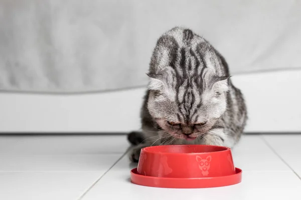 Cat eating food in the food tray red.
