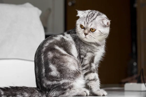 Yerde oturan şişman kedi odada bakıyor.