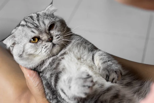 Kedi kollarında tutuyor..