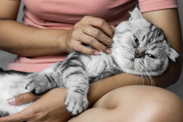 Gato acostado en regazo felizmente . —  Fotos de Stock