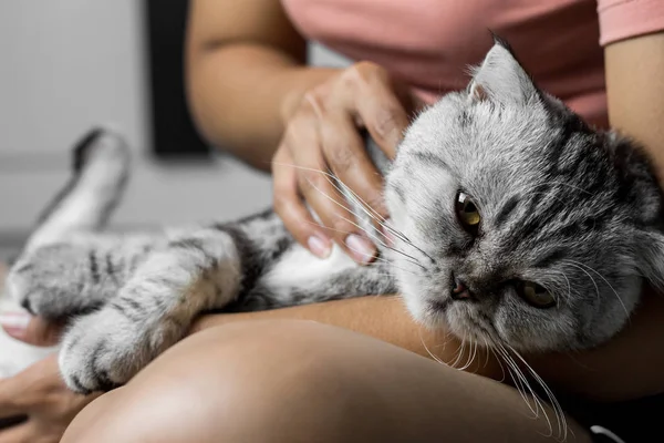 Mutlu bir şekilde kucağında yatan kedi.