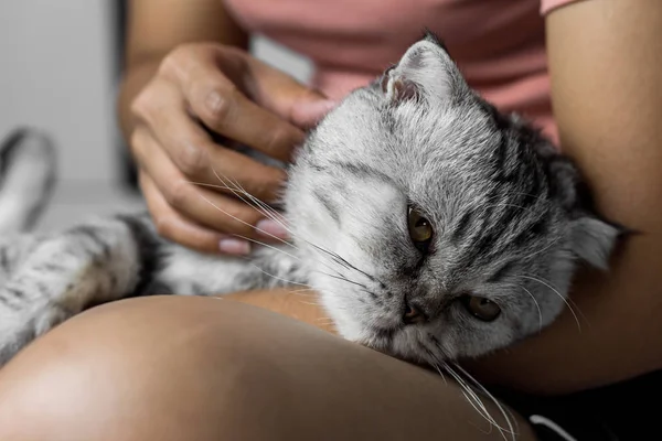 Mutlu bir şekilde kucağında yatan kedi.
