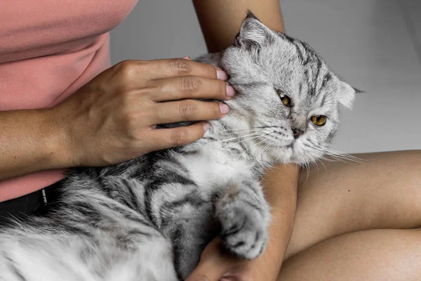 Mutlu bir şekilde kucağında yatan kedi.