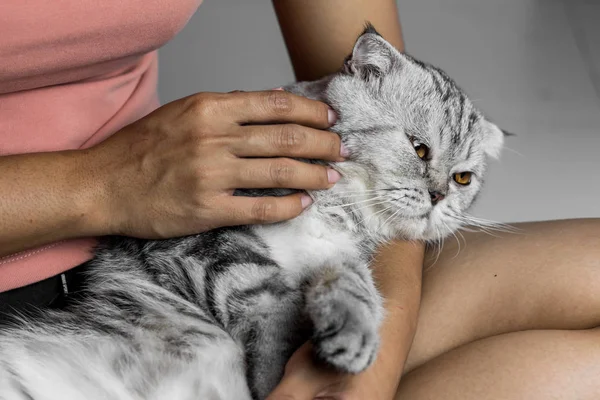 Mutlu bir şekilde kucağında yatan kedi.