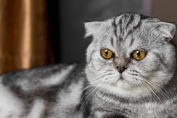 İskoç fold sevimli kedi.