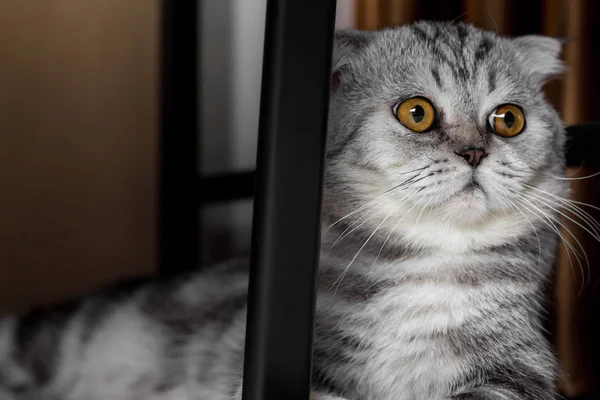 İskoç fold sevimli kedi. — Stok fotoğraf