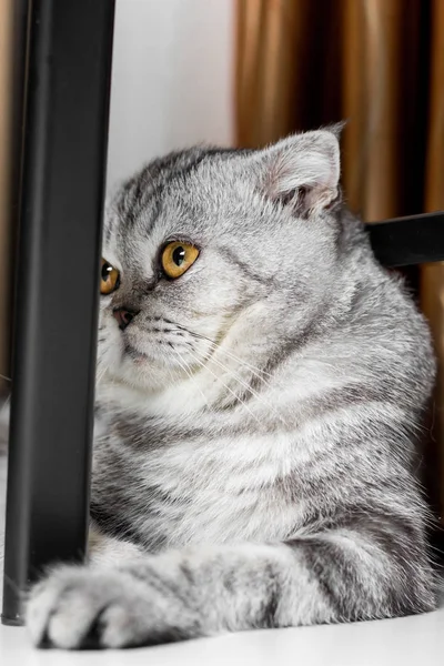 İskoç fold sevimli kedi.