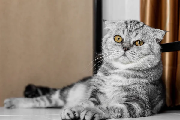 İskoç fold sevimli kedi.