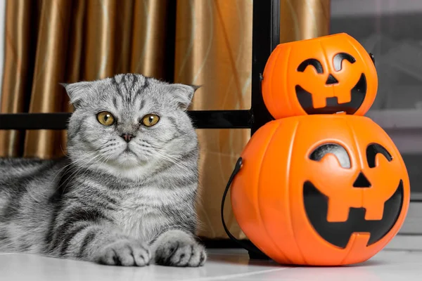 Cadılar Bayramı festivalinde Kedi.