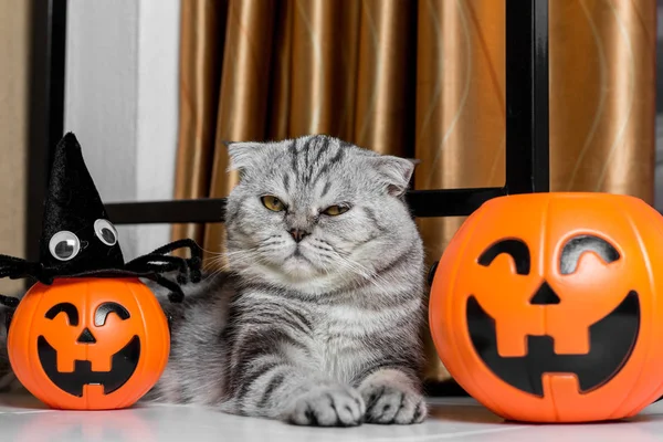 Cadılar Bayramı festivalinde Kedi.