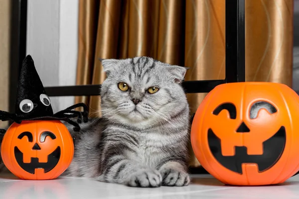 Cadılar Bayramı festivalinde Kedi.