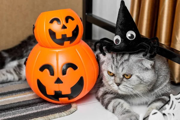 Cadılar Bayramı festivalinde Kedi.