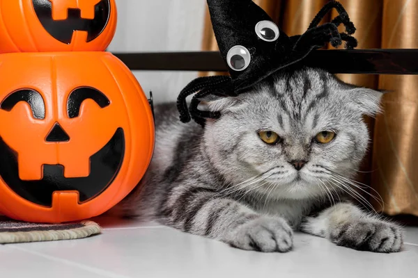 Cadılar Bayramı festivalinde Kedi.