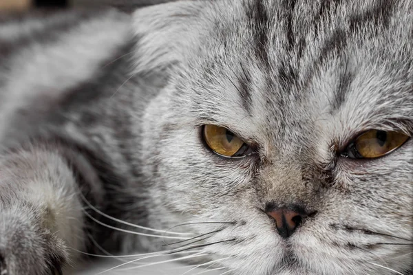 İskoç fold sevimli kedi.