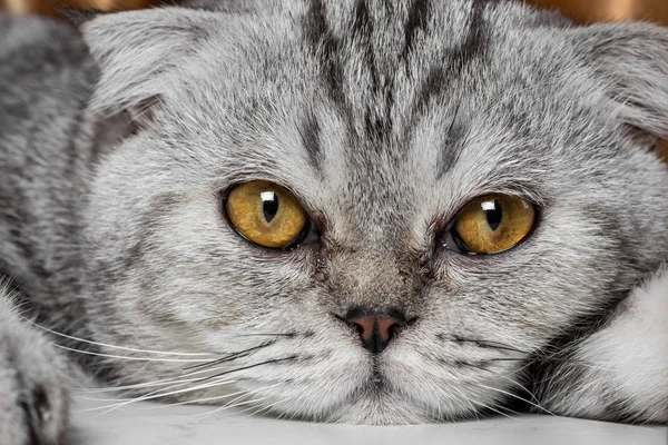 İskoç fold sevimli kedi.