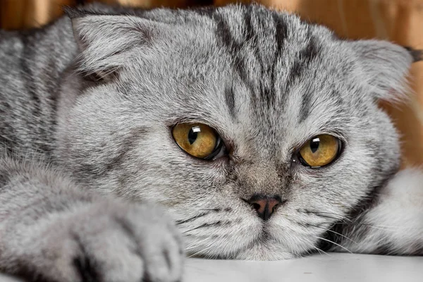 Lovable scottish fold cat.