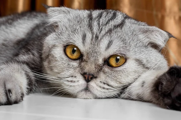 İskoç fold sevimli kedi.