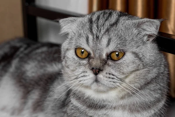 İskoç fold sevimli kedi.