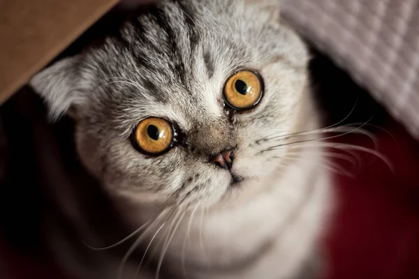Kırmızı sepetteki kedi.