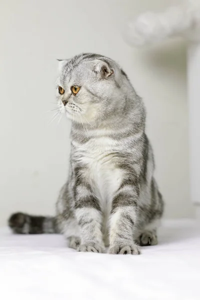 Gato sentado na cama branca no quarto . — Fotografia de Stock