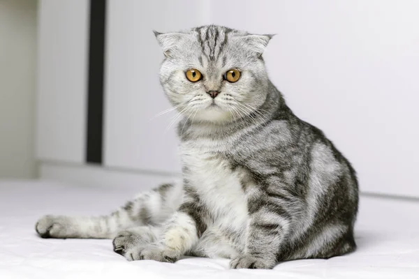 Gato sentado na cama branca no quarto . — Fotografia de Stock