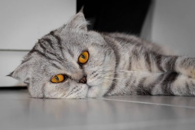 Yere çömelmiş İskoç kat kedi.