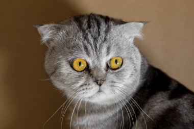 Portre İskoç kat kedi odada.