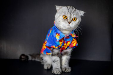 İskoç kat kedi çiçek gömlek giymek.