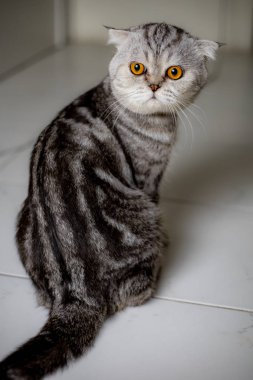 Portre İskoç kat kedi stüdyoda.