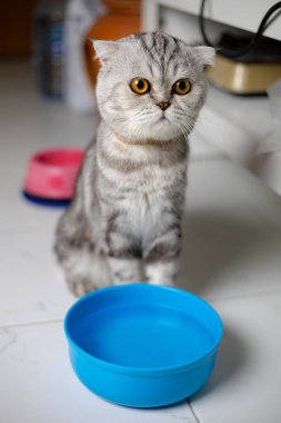 Portre İskoç kat kedi stüdyoda.