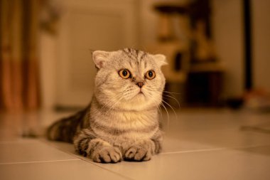 Portre İskoç kat kedi stüdyoda.