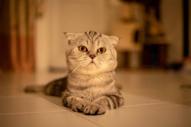 Portre İskoç kat kedi stüdyoda.