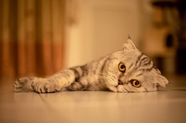 Portre İskoç kat kedi stüdyoda.