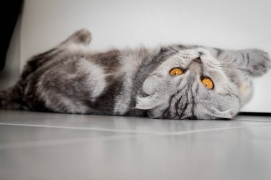 Yere çömelmiş İskoç kat kedi.