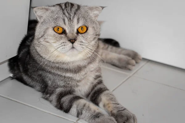 Schottische Faltkatze, die auf dem Boden kauerte. — Stockfoto