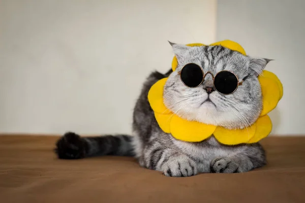 Scottish fold cat são usar óculos de sol e óculos de sol . — Fotografia de Stock