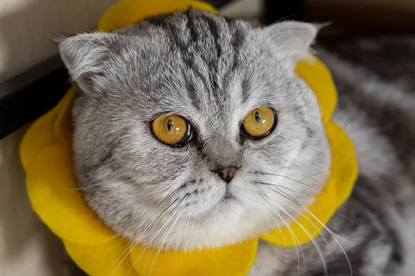 Scottish fold cat are wear sunglass. — Stock Photo, Image