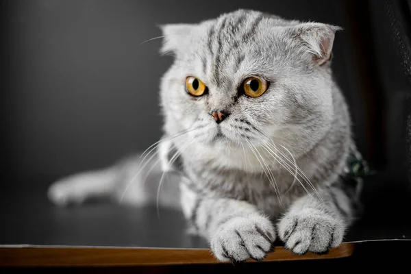 Шотландська висловуха кішка присідання на стіл. — стокове фото