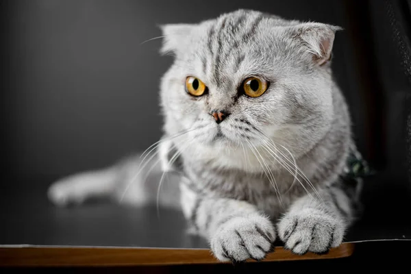 Schottische Faltkatze hockt auf Tisch. — Stockfoto